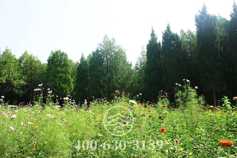 鲜花满园