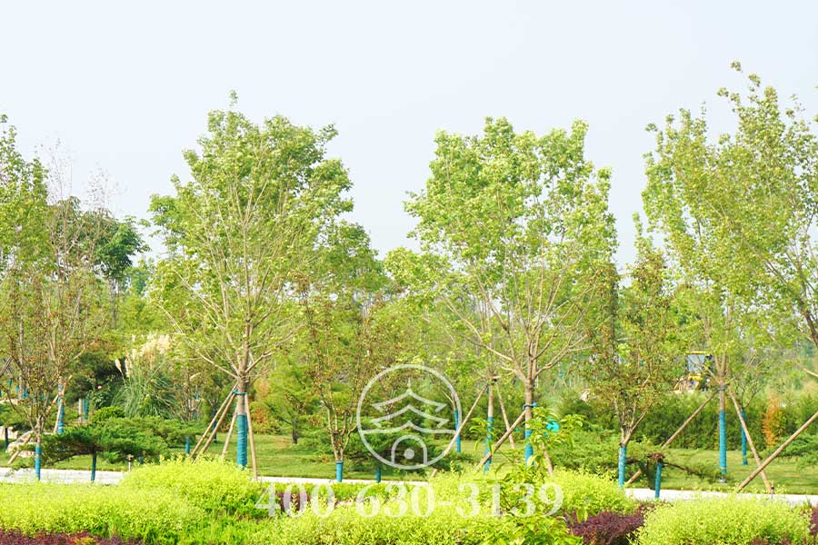 植被景观