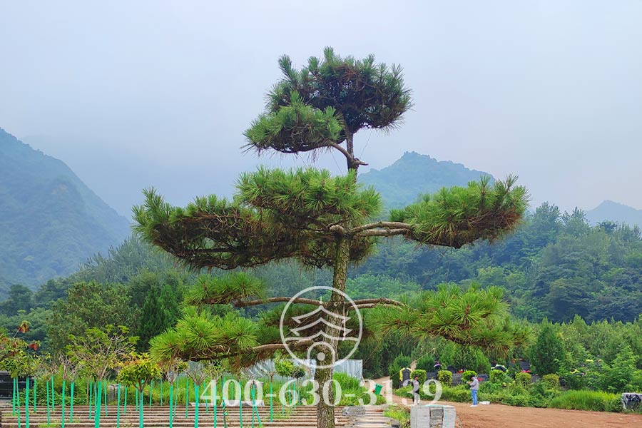 植被景观