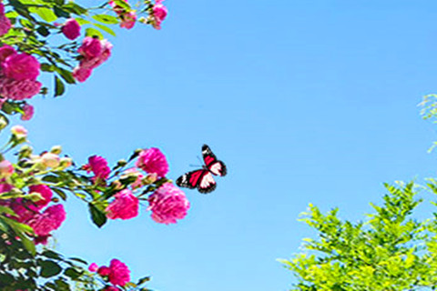 西安凤栖山人文纪念园安葬礼仪流程