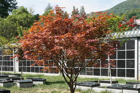 西安树葬公墓分布位置在哪？西安树葬公墓最新价格参考？