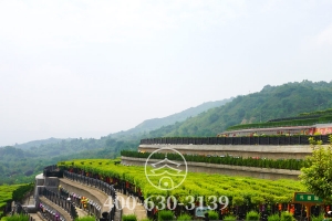 墓区绿化