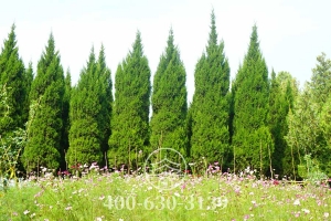 松柏苍翠