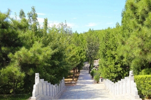 苍松翠柏