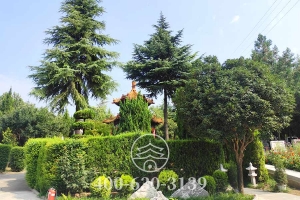 绿化景观