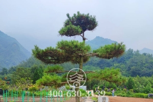 植被景观