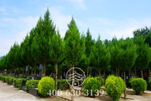 绿化景观