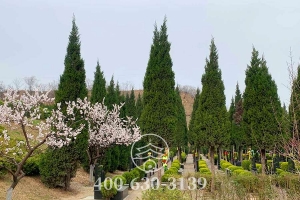 墓区景观