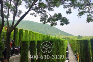 植被景观